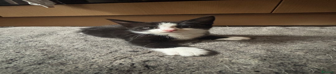 Maine Coon Kitten 1