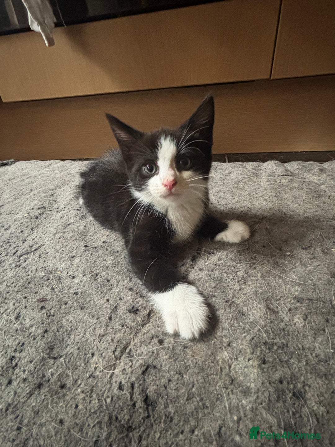 Maine Coon cats for sale: Maine coon kittens for sale  - Image 2