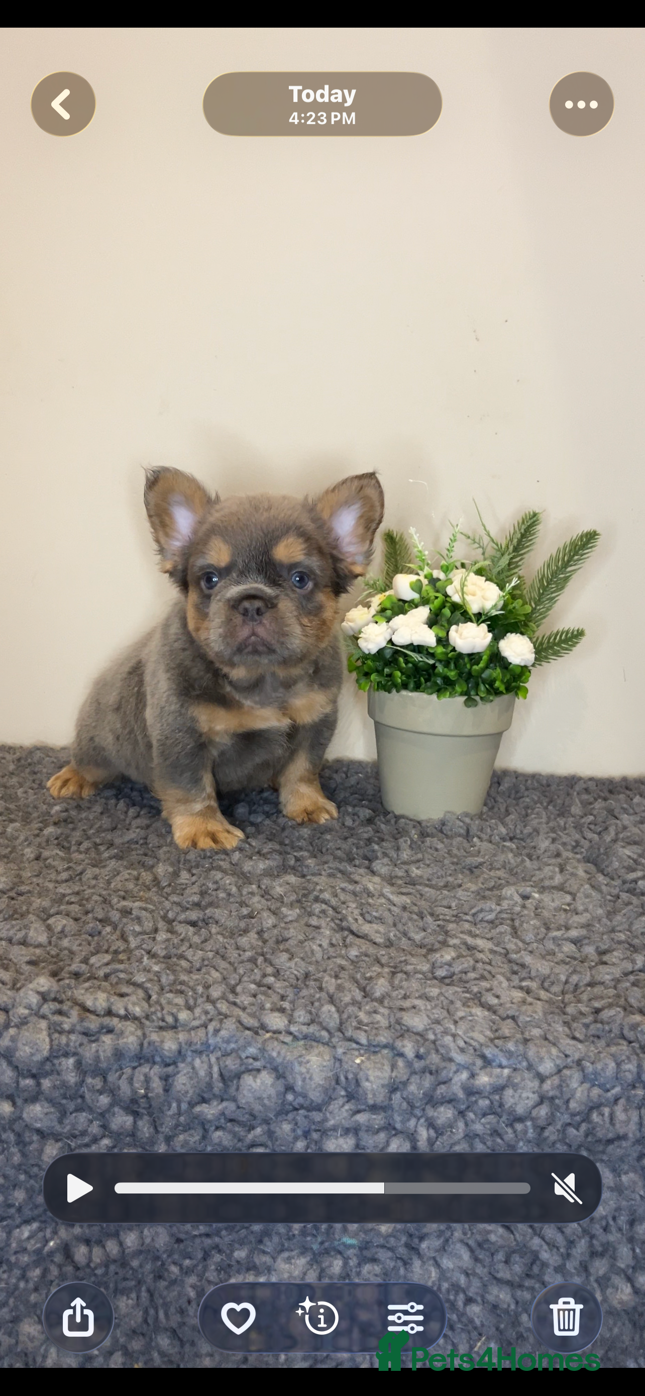 French Bulldog dogs Fluffy Lilac and cherry tan french bulldogs - Advert 17