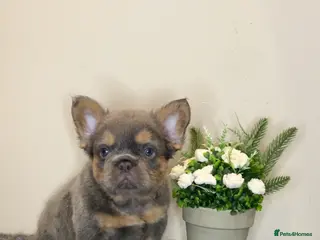 French Bulldog dogs Fluffy Lilac and cherry tan french bulldogs - Advert 17