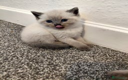 Ragdoll cats for sale: 5 ragdoll british shorthair kittens - Image 1