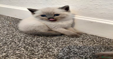 Ragdoll cats Blue seal point Ragdoll kittens  - Advert 7