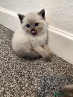 Ragdoll cats Blue seal point Ragdoll kittens - Advert 1
