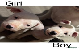 Mixed Breed dogs for sale: Staffy X EBT  in Shildon - Image 2
