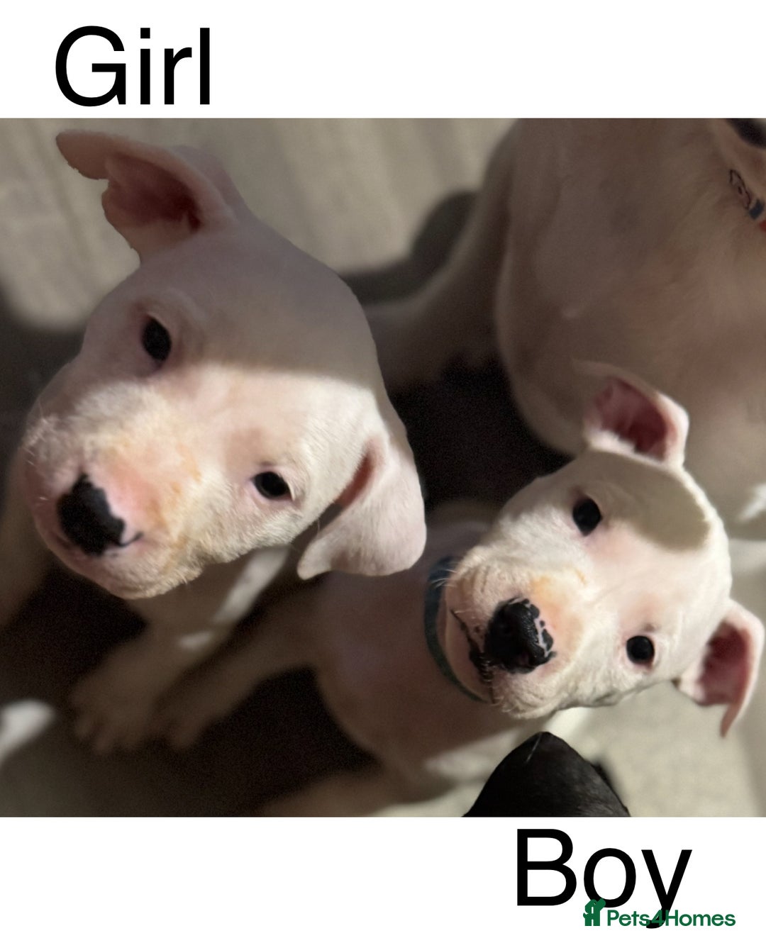Mixed Breed dogs for sale: Staffy X EBT  in Shildon - Image 2