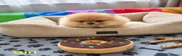 Pomeranian dogs for sale: Outstanding Quality Teddy Bears 🧸  - Advert 8
