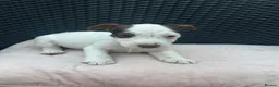 Jack Russell dogs for sale: 🐾Jack Russell Pups for Their Forever Homes! 🐾 - Advert 7
