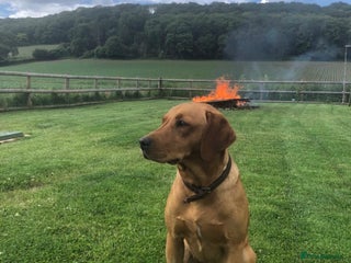 Labrador Retriever dogs in Hereford - Advert 28