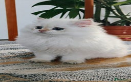 British Longhair cats for sale: ‼️🐾😍Colourpoint purebred BLH😻1 Left 🐱 - Advert 1