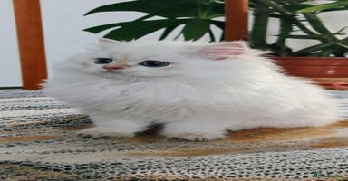 British Longhair cats ‼️🐾😍Colourpoint purebred BLH😻1 Left 🐱 - Advert 3