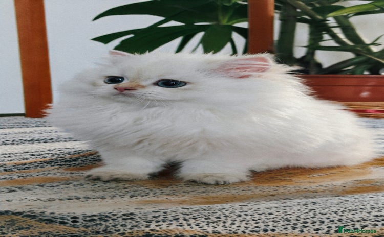 British Longhair cats ‼️🐾😍Colourpoint purebred BLH😻2 Left 🐱 - Advert 4