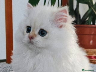 British Longhair cats ‼️🐾😍Colourpoint purebred BLH😻1 Left 🐱 - Advert 4