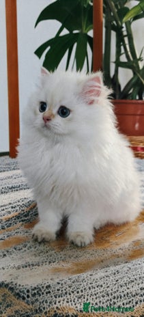 British Longhair cats ‼️🐾😍Colourpoint purebred BLH😻2 Left 🐱 - Advert 4