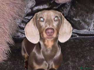 Dachshund dogs in Newport - Advert 2