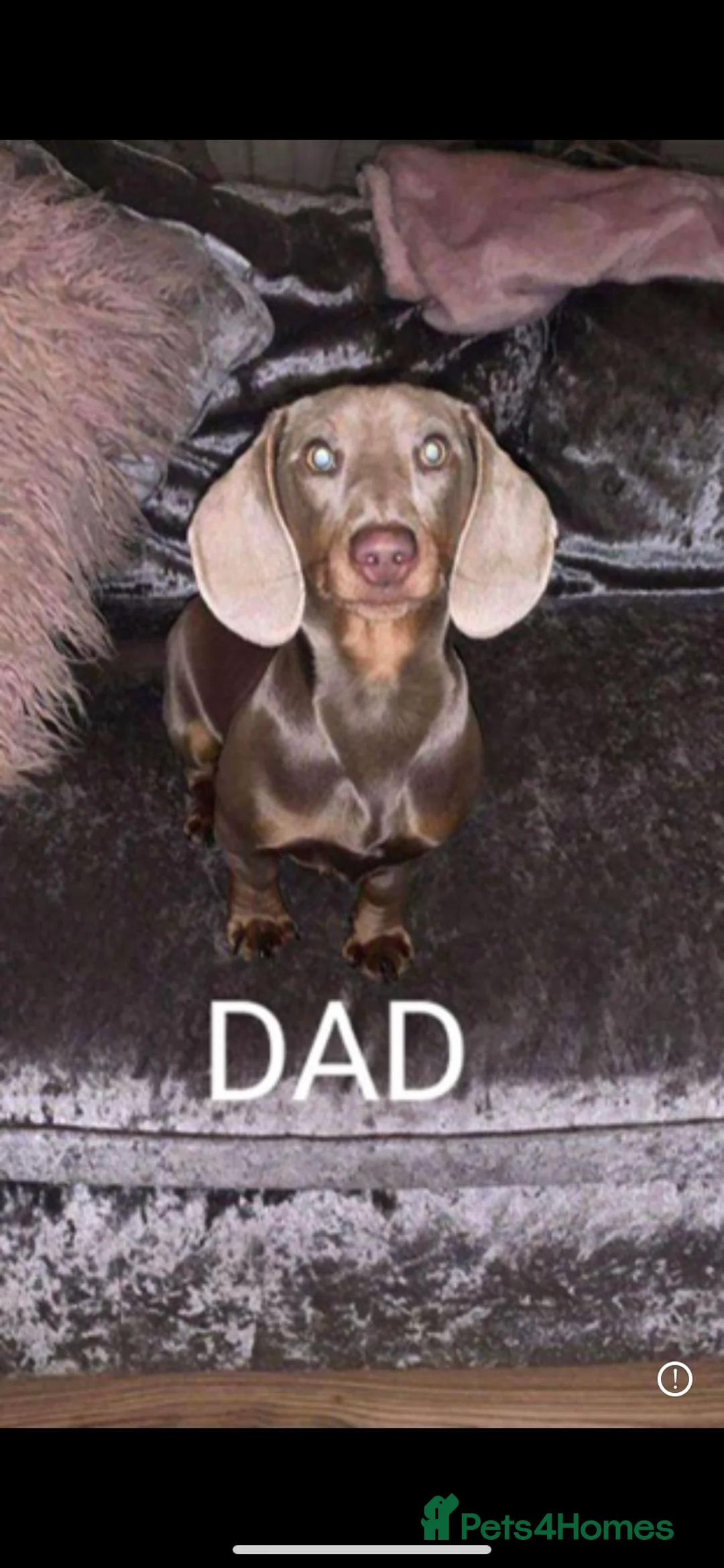 Dachshund dogs for stud: Miniature dachshund for stud  in Newport - Advert 1