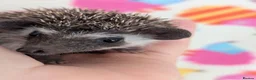 Pygmy Hedgehog rodents for sale: Gorgeous Reduced Hoglets available NOW!!!! - Advert 20