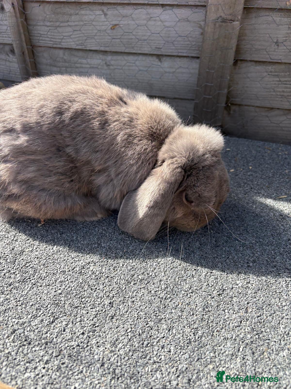 Mini Lop rabbits Male Rabbit for Sale  - Advert 2
