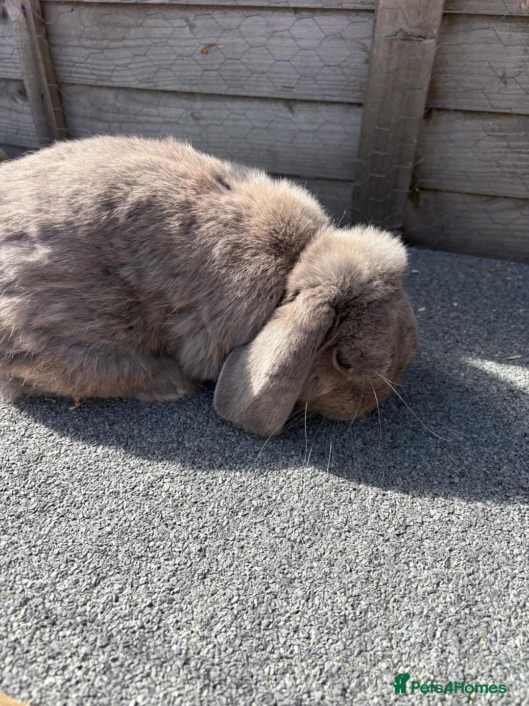 Mini Lop rabbits for sale: Male Rabbit for Sale  - Advert 1