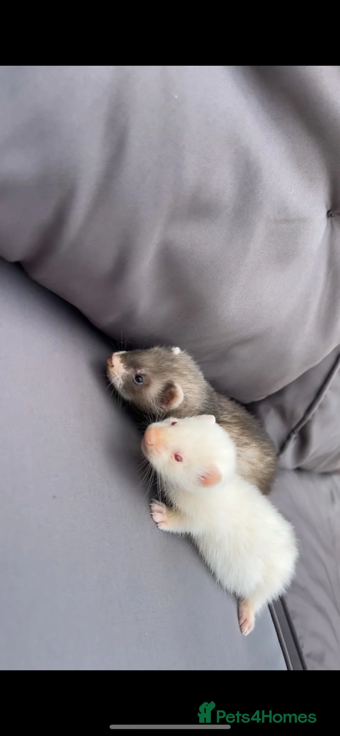 Ferret rodents for sale: Two baby jills for sale  in Scarborough - Advert 3