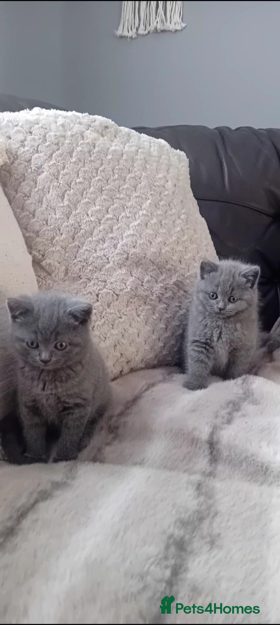 British Shorthair cats for sale: Gorgeous British Blue Shorthair Kittens - Advert 6