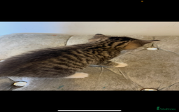 Mixed Breed cats for sale: Kittens ready now  - Image 7