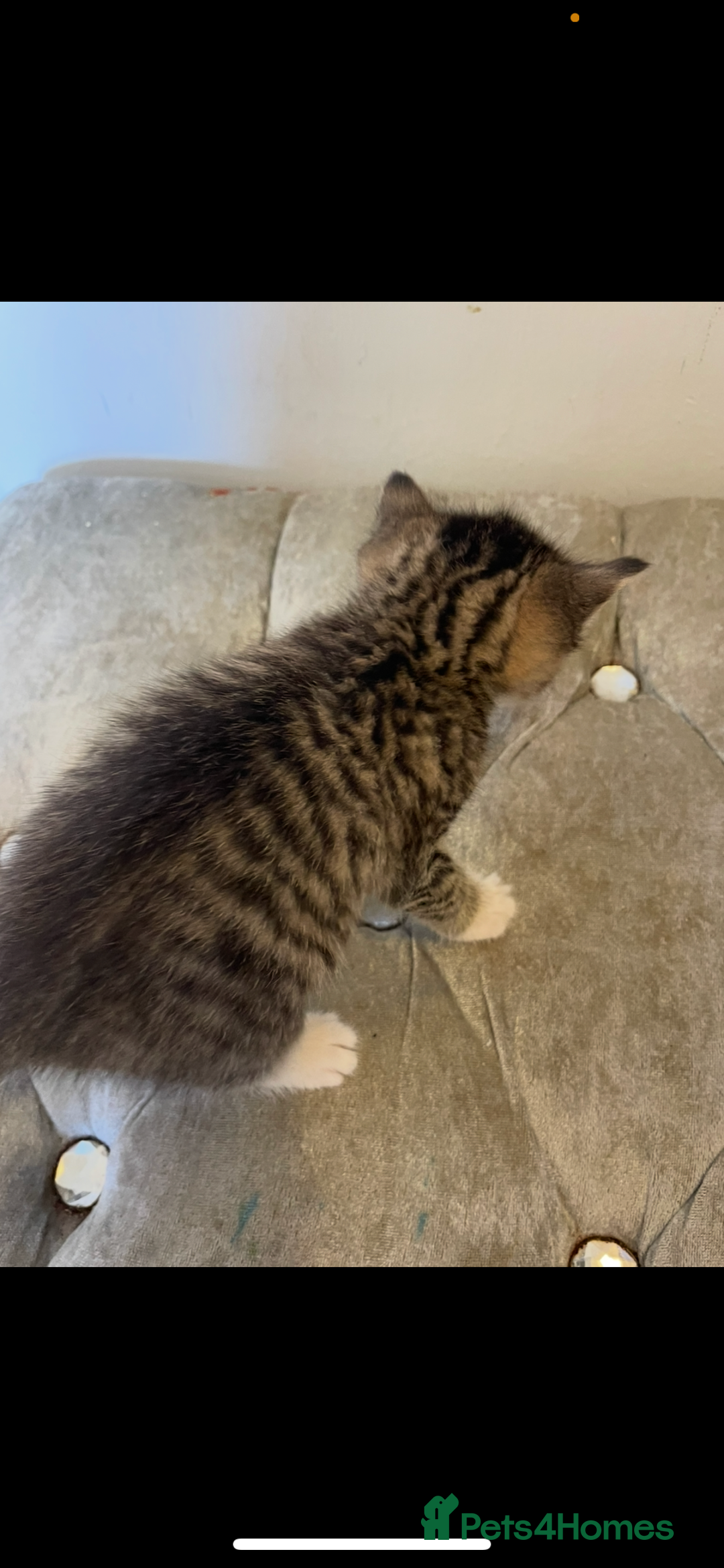 Mixed Breed cats for sale: Kittens ready now  - Image 7