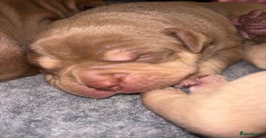 American Bully dogs - Advert 11