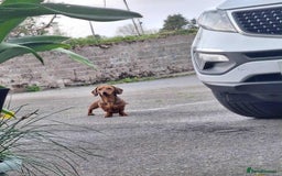 Miniature Dachshund dogs for sale: Mini Smooth Dachshund Male 2 Years Old - Image 4