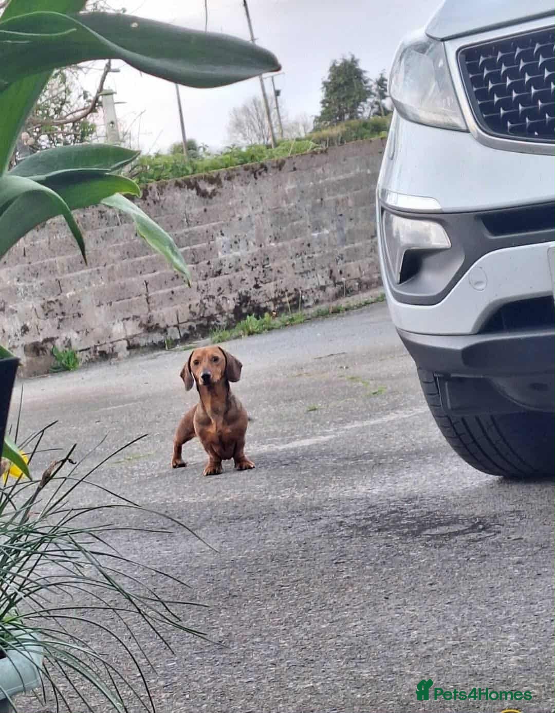 Miniature Dachshund dogs for sale: Mini Smooth Dachshund Male 2 Years Old - Image 4