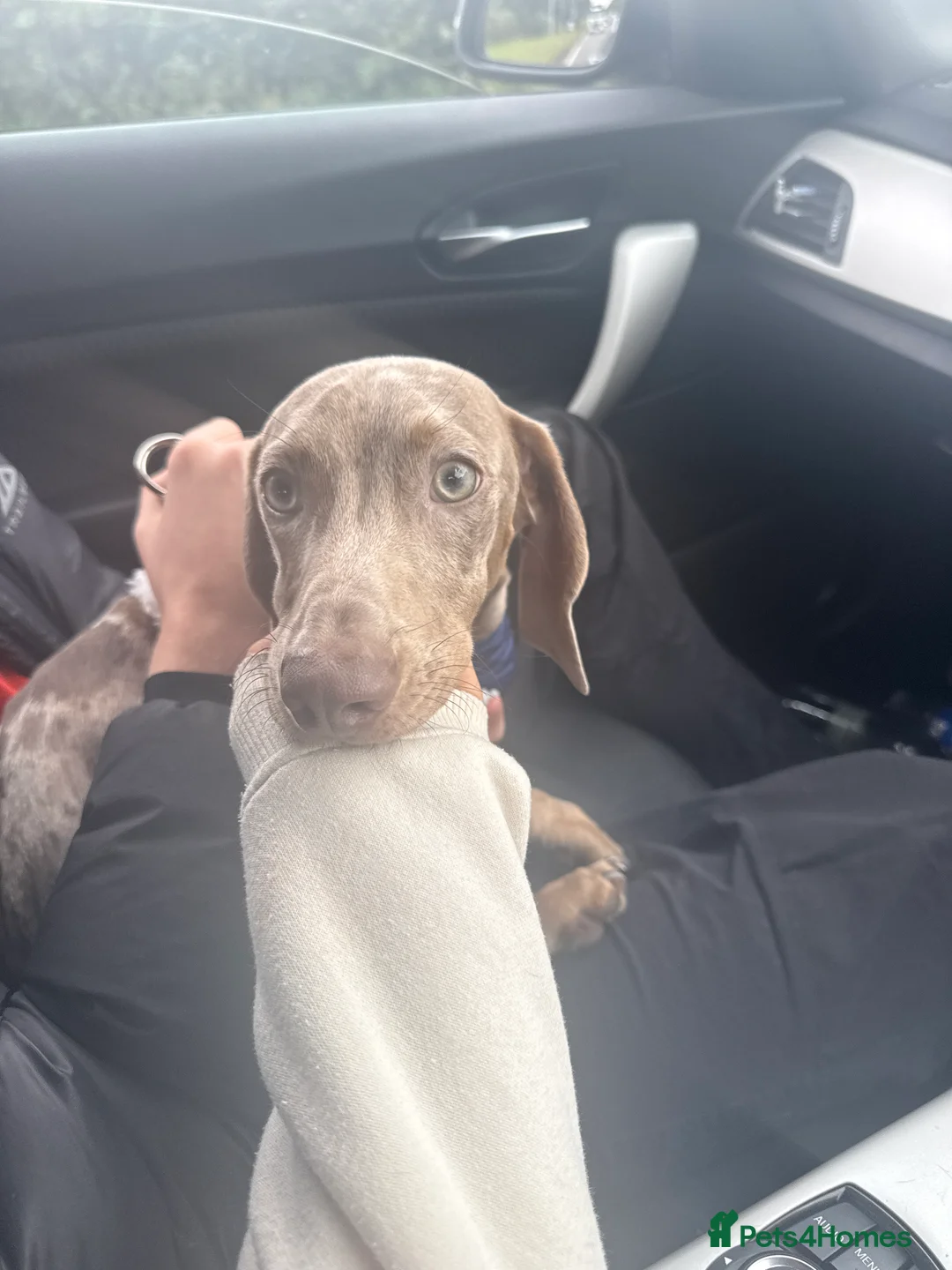 Dachshund dogs for sale: Loving Home Needed. - Advert 2