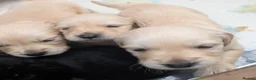 Golden Retriever dogs for sale: KC registered cream golden retriever  - Advert 20