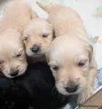 Golden Retriever 1 dark blue