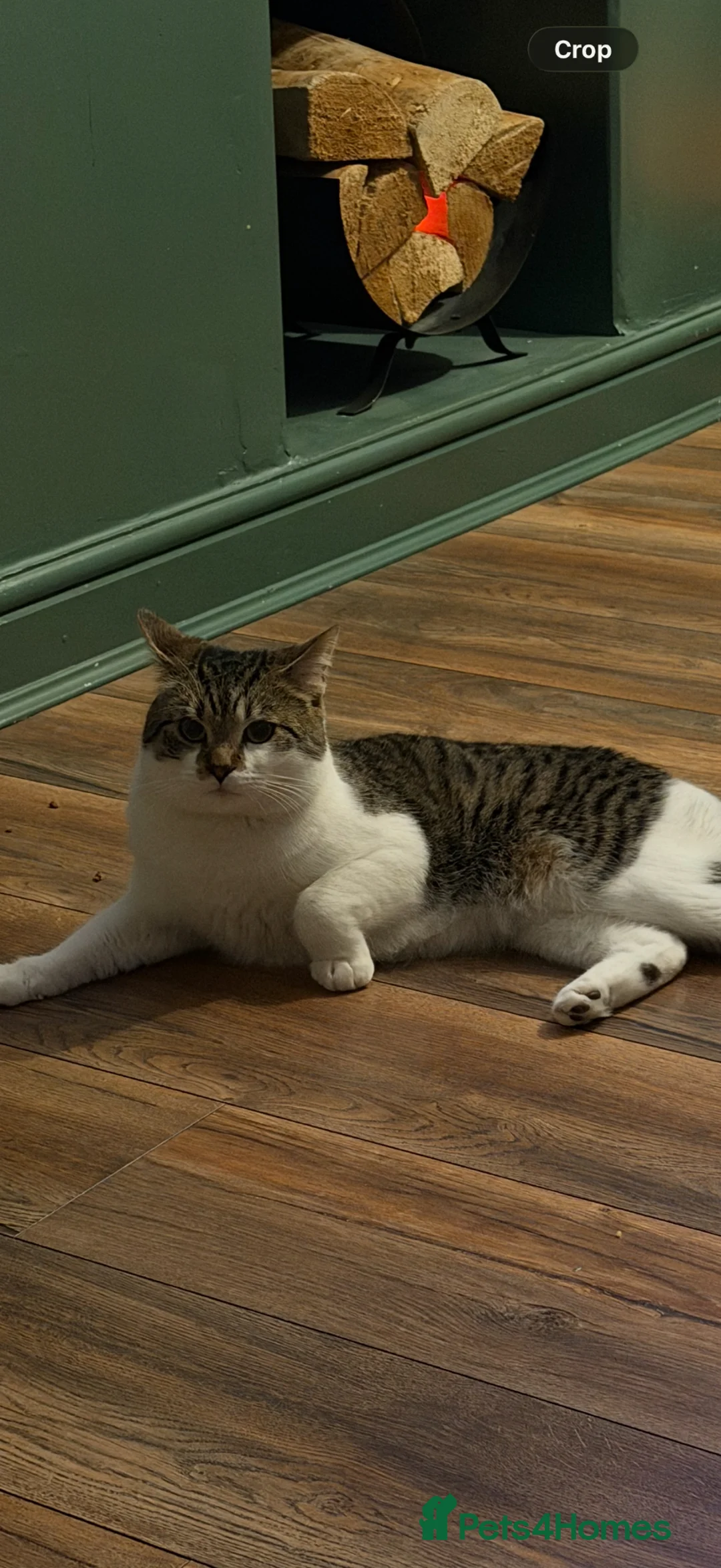 Mixed Breed cats for sale: 2 male kittens  in Stanley - Advert 2