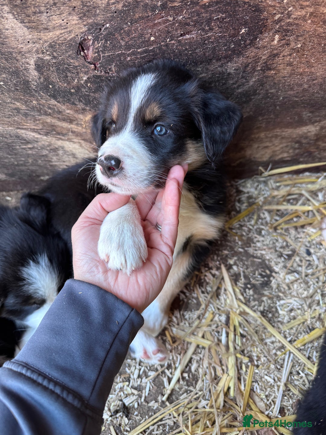 Border Collie dogs for sale: Beautiful working/Pet Collie pups - Image 14