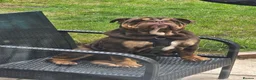 English Bulldog dogs for sale: Lilac & Tan English BullDog 17Month Old in Wakefield - Advert 1