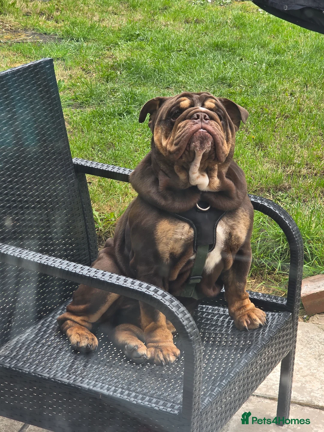 English Bulldog dogs for sale: Lilac & Tan English BullDog 17Month Old in Wakefield - Advert 1