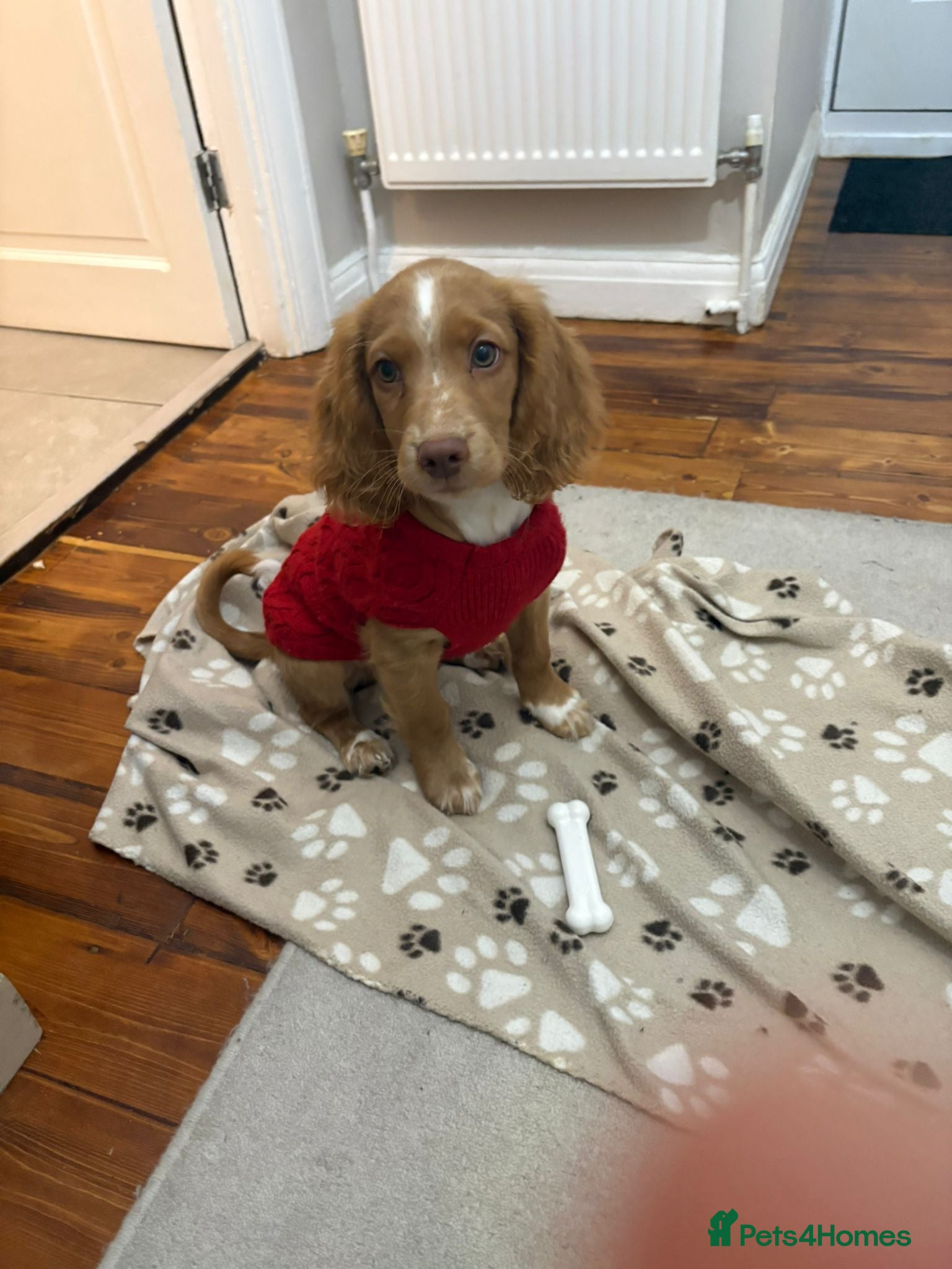 Mixed Breed dogs Cavachon/ Cocker Spaniel puppy - Advert 1