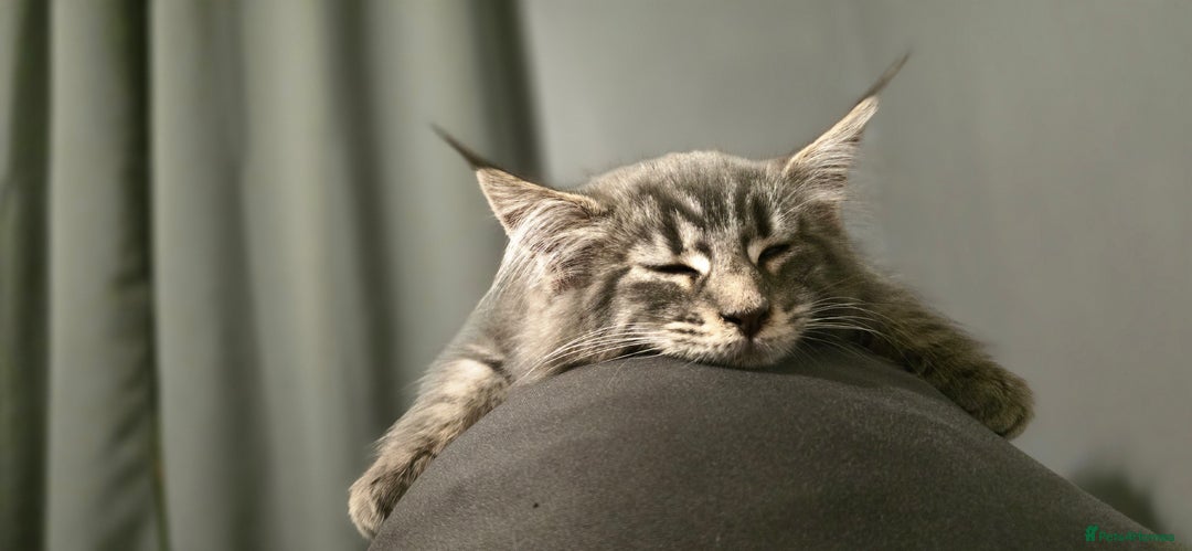 Maine Coon cats for sale: Aurora - Stunning Female Maine Coon - Image 13