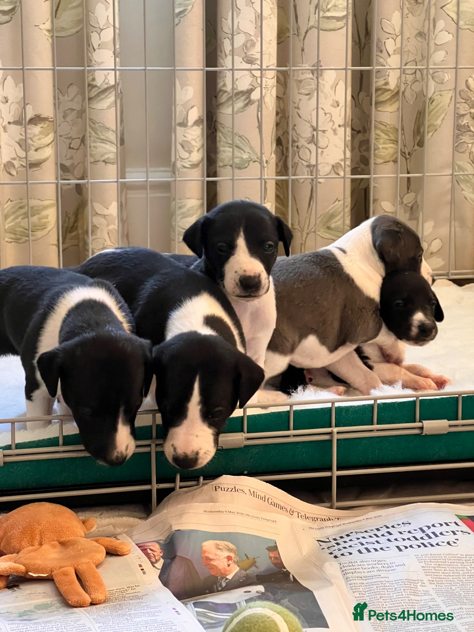 Whippet dogs for sale: Pedigree (KC registered) Whippet Puppies - Advert 1