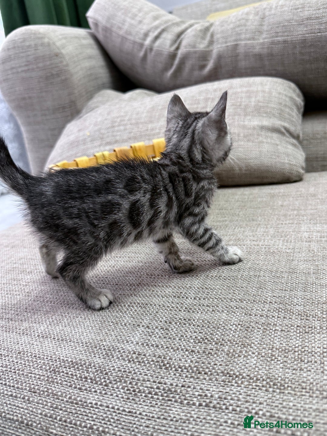 Bengal cats for sale: kittens - Advert 13