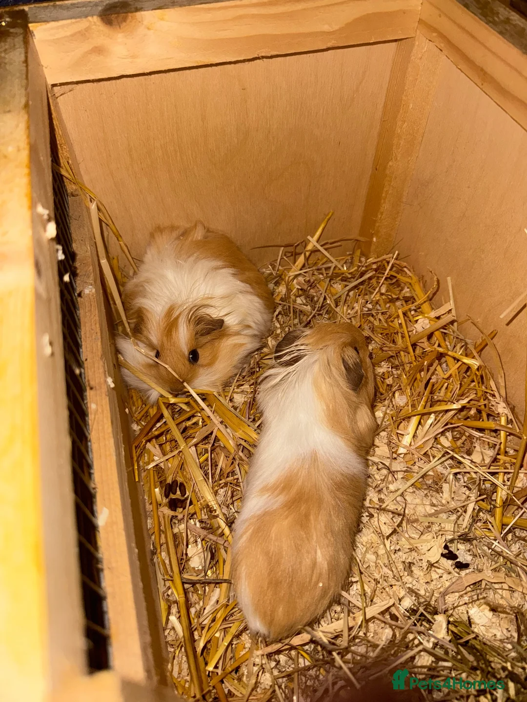 Guinea Pig rodents for sale: Bonded brothers  - Advert 3