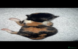 Domestic Shorthair cats for sale: Our beautiful Girl has had a litter of 3  - Image 8