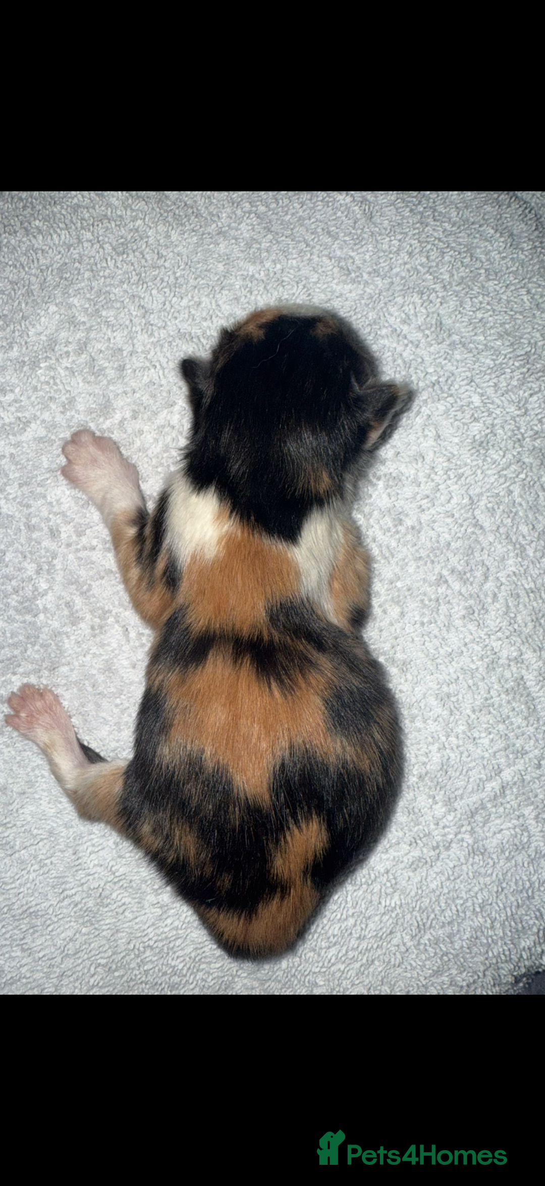 Domestic Shorthair cats for sale: Our beautiful Girl has had a litter of 3  - Image 8