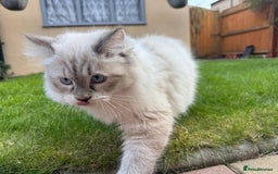 Siberian cats for sale: GCCF Registered Siberian Neva Masquerade Kittens - Image 6