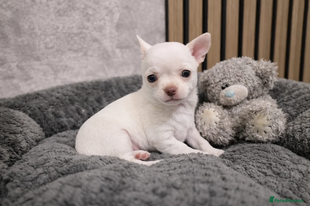 Chihuahua dogs for sale: Tiny Chihuahua Puppies – Сhristmаs Babies - Advert 6