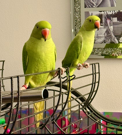 Ringnecks birds - Advert 4
