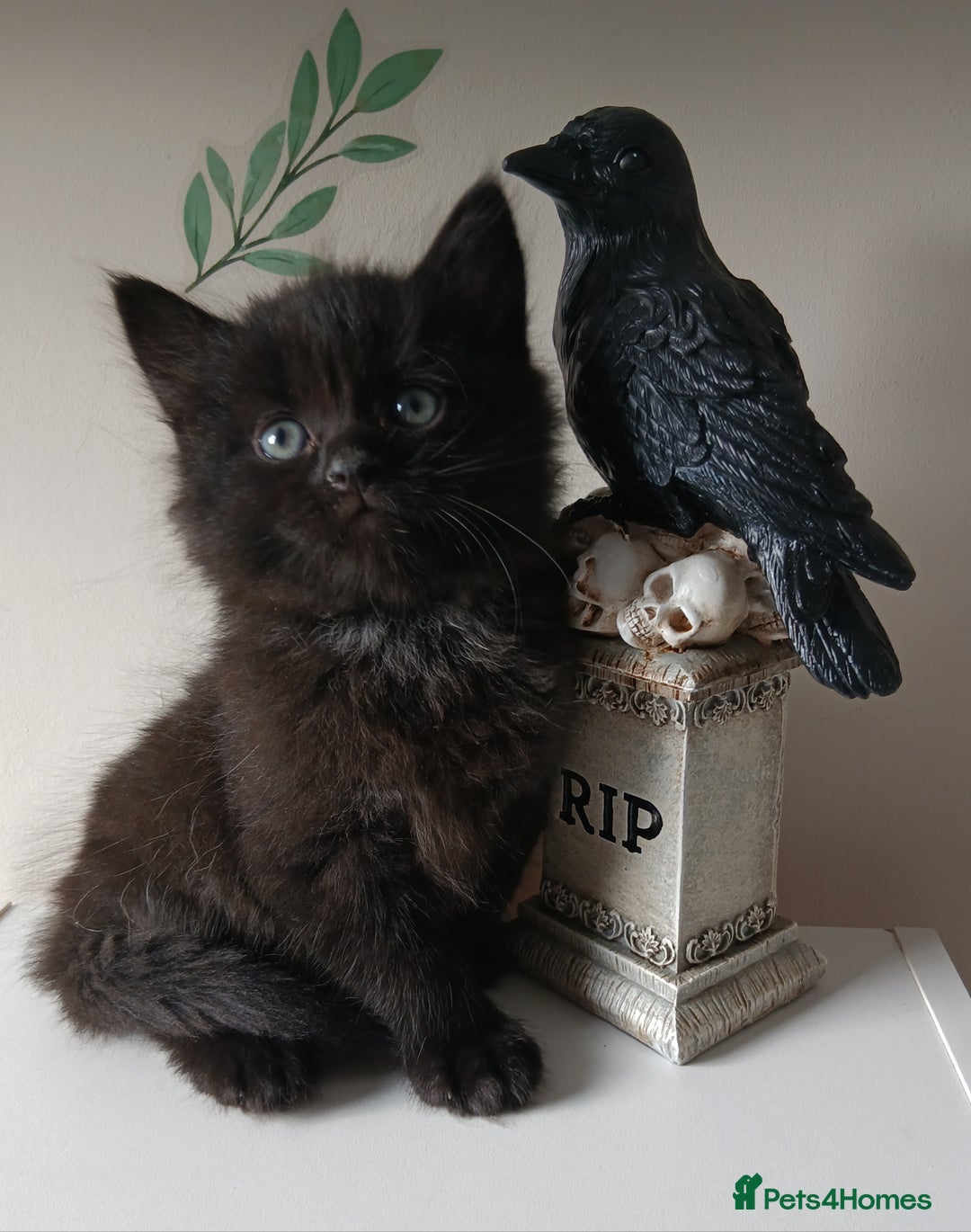 British Longhair cats for sale: 5 kitten - Image 2