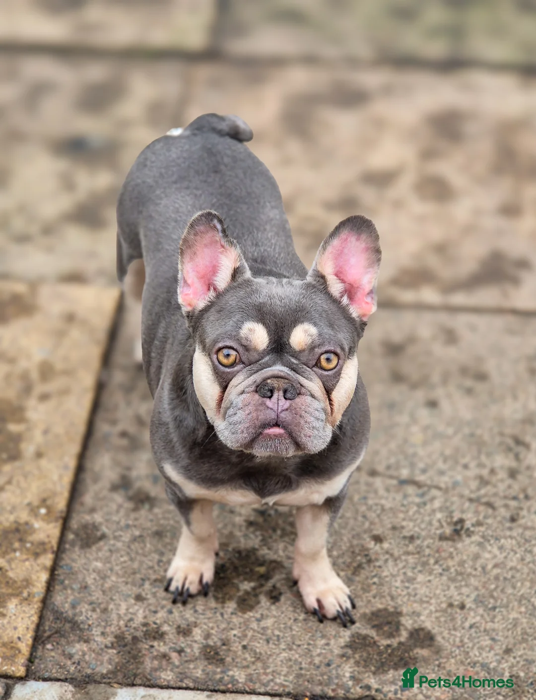 French Bulldog dogs for sale: French bulldog female  - Advert 1