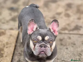 French Bulldog dogs French bulldog female - Advert 2