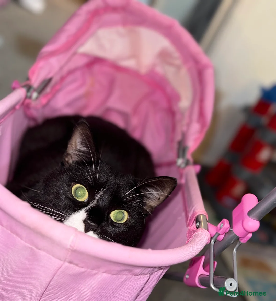 British Shorthair cats for sale: Male Cat - Advert 4